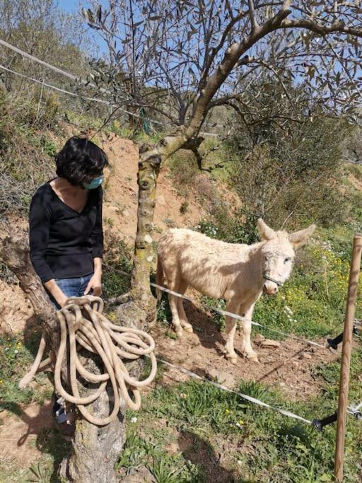 Cottage Eco-Friendly Barcelona Country Side La Garriga Exteriör bild