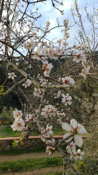 Cottage Eco-Friendly Barcelona Country Side La Garriga Exteriör bild